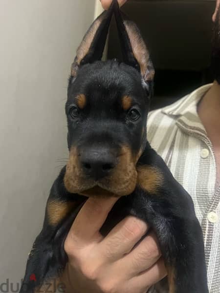 top doberman puppies 1