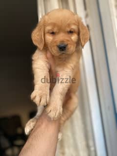 golden retriever puppies جراوي جولدن