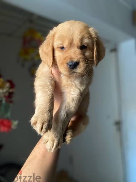 golden retriever puppies جراوي جولدن 1