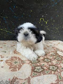 puppy ShihtZu pure