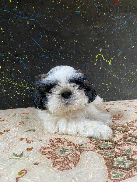 puppy ShihtZu pure 1