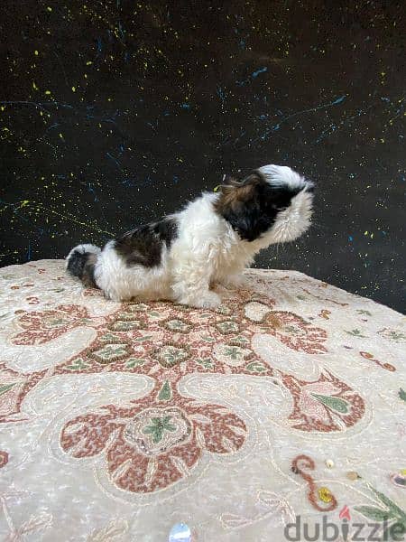 puppy ShihtZu pure 2