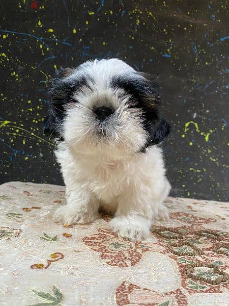 puppy ShihtZu pure 4