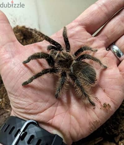 متاح سيلنكات curly hair tarantula