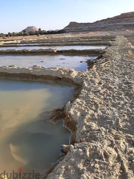 خمس فدادين مجهزه للزراعه فى سيوة دهيبة 9