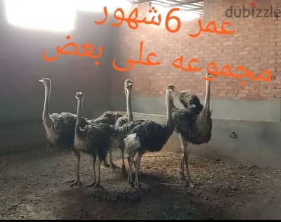 6شبابات نعام عمر 6شهور