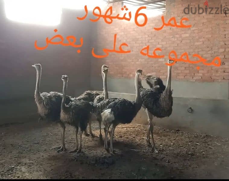 6شبابات نعام عمر 6شهور 0