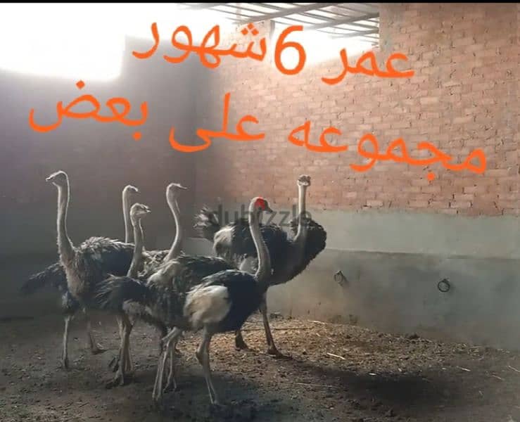 6شبابات نعام عمر 6شهور 1