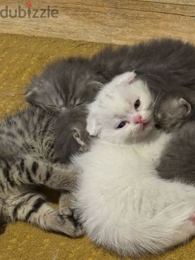 Scottish fold kittens for sale