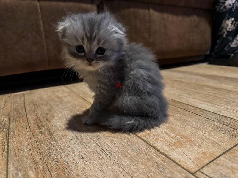 Scottish fold kittens for sale 1