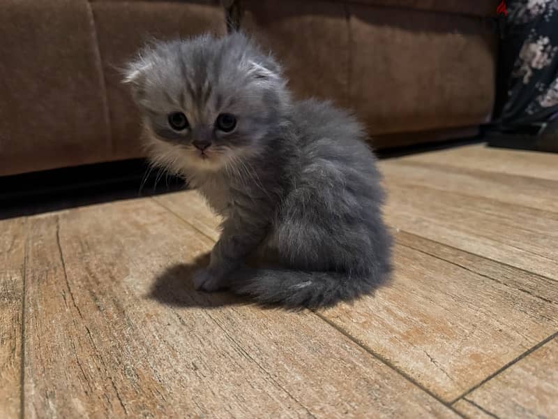 Scottish fold kittens for sale 2