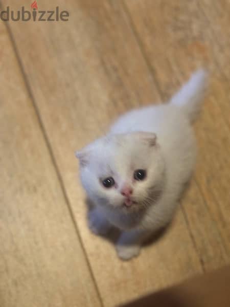 Scottish fold kittens for sale 3