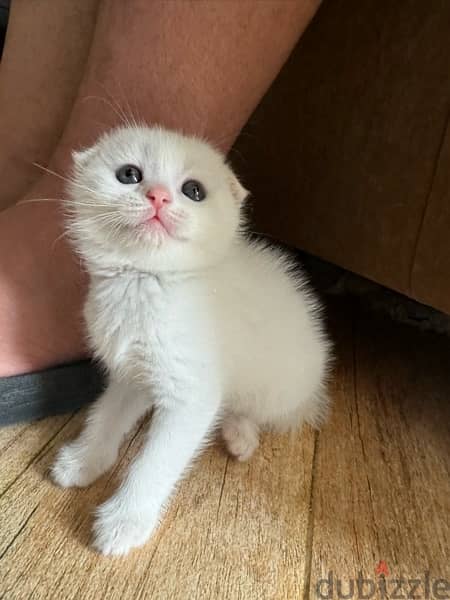 Scottish fold kittens for sale 4