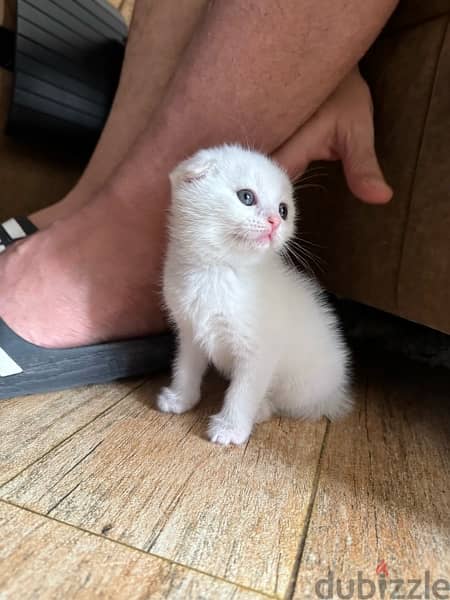 Scottish fold kittens for sale 5