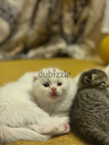 Scottish fold kittens for sale 6