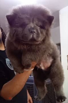 جراوي تشاو تشاو بلو | blue chow chow puppies