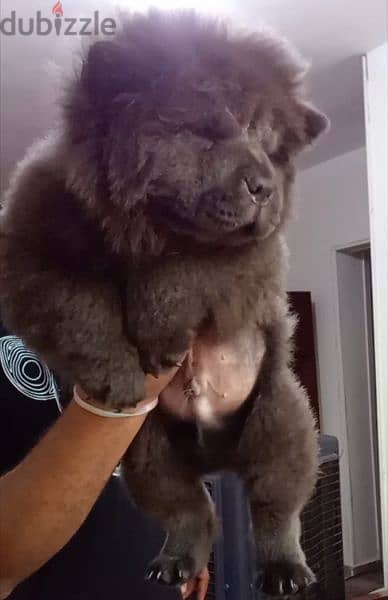 جراوي تشاو تشاو بلو | blue chow chow puppies 1