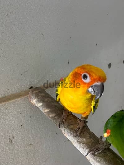 male sun conure parrot