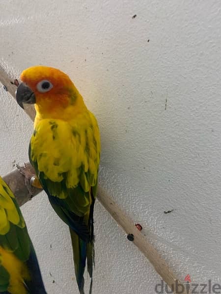 male sun conure parrot 1