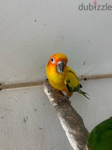 male sun conure parrot 2