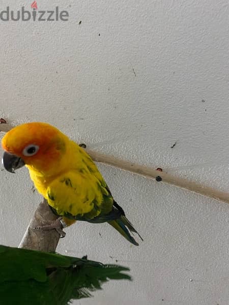 male sun conure parrot 3