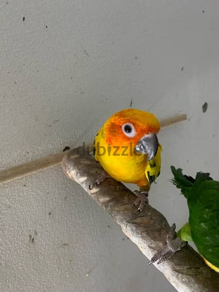 male sun conure parrot 4