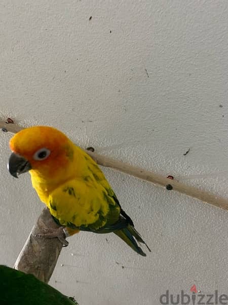 male sun conure parrot 5