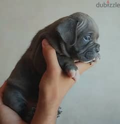 جراوي بولي American bully