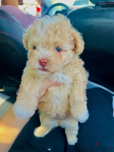 female maltipoo 0