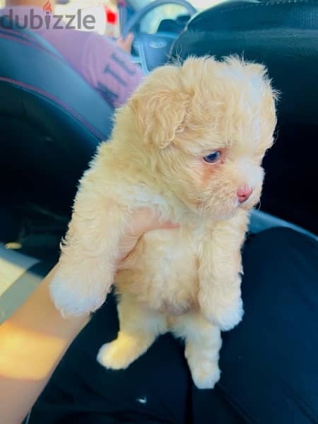 female maltipoo 1