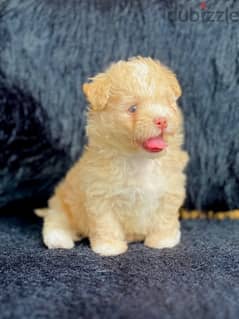 female maltipoo