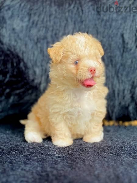 female maltipoo 0