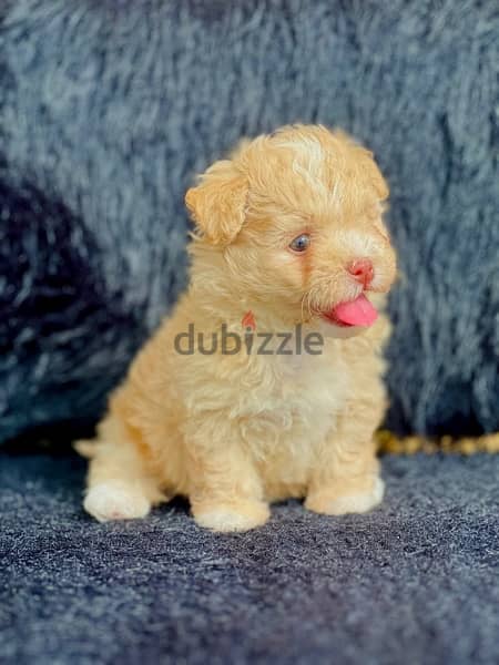 female maltipoo 1