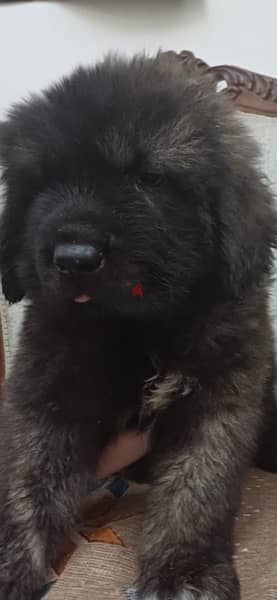 Caucasian Shepherd Dog for Sale Male 1