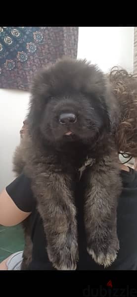 Caucasian Shepherd Dog for Sale Male 3