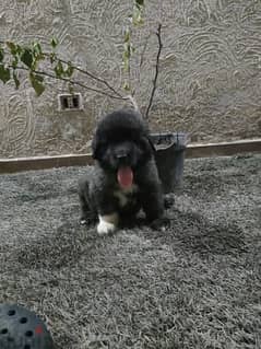 Caucasian Shepherd Dog Female Top Quality 0