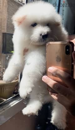 samoyed