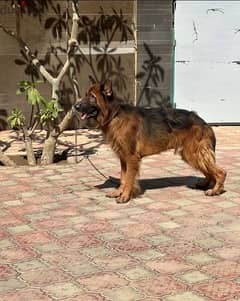 جيرمان شيبرد german shepherd شو لاين للبيع