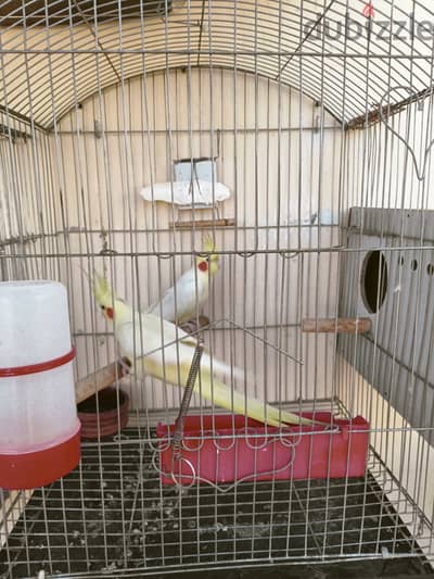 A pair of Lutino cockatiels زوج كوكتيل لاتينو