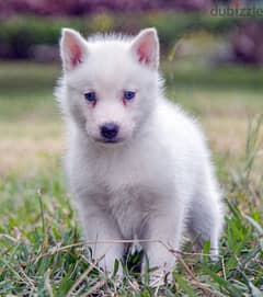 Siberian husky - سيبريان هاسكى