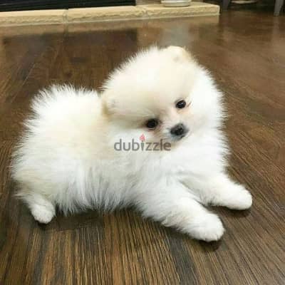 Toy Pomeranian بومرينيان توى