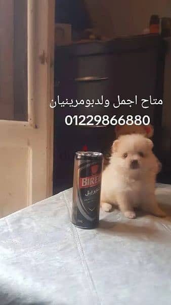 Pomeranian بومرينيان ى