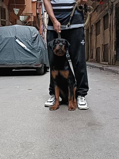 Rottweiler