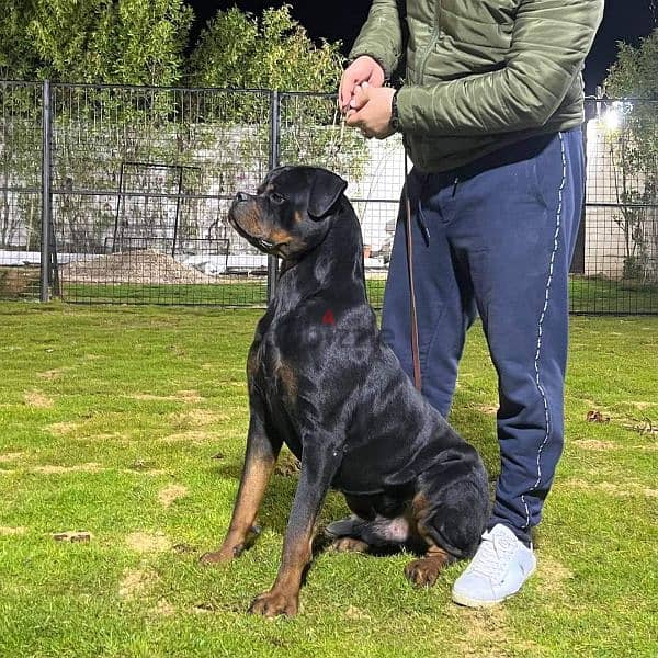 Rottweiler 4