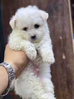 havanese puppy mini 0