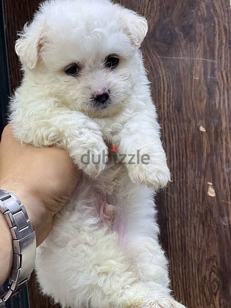 havanese puppy mini 1