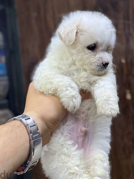 havanese puppy mini 2