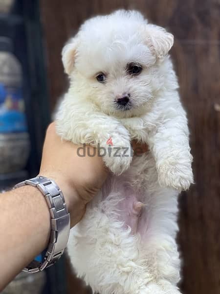 havanese puppy mini 3