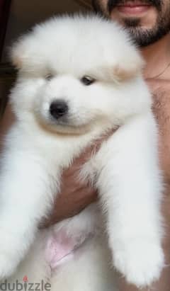 samoyed سامويد