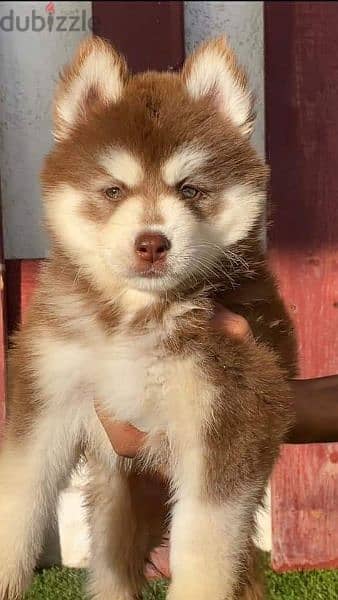 puppy husky for sale 1